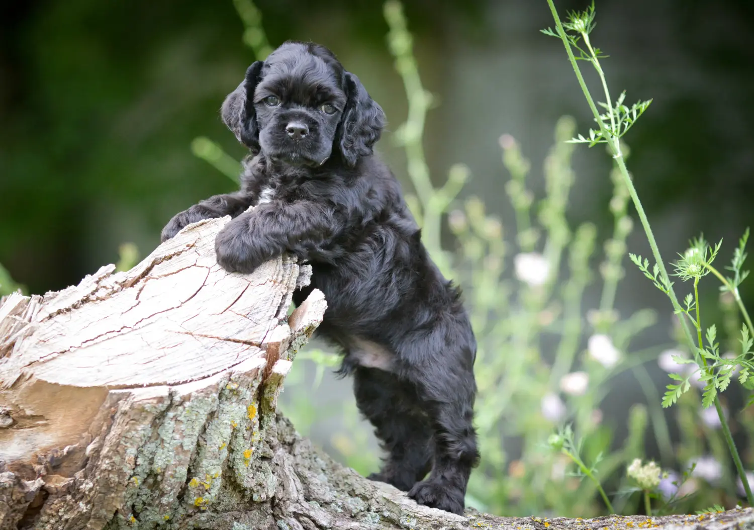 Acquistare un cucciolo di American Water Spaniel significa assumersi delle responsabilità! Comprare cuccioli di Cocker Spaniel americano.