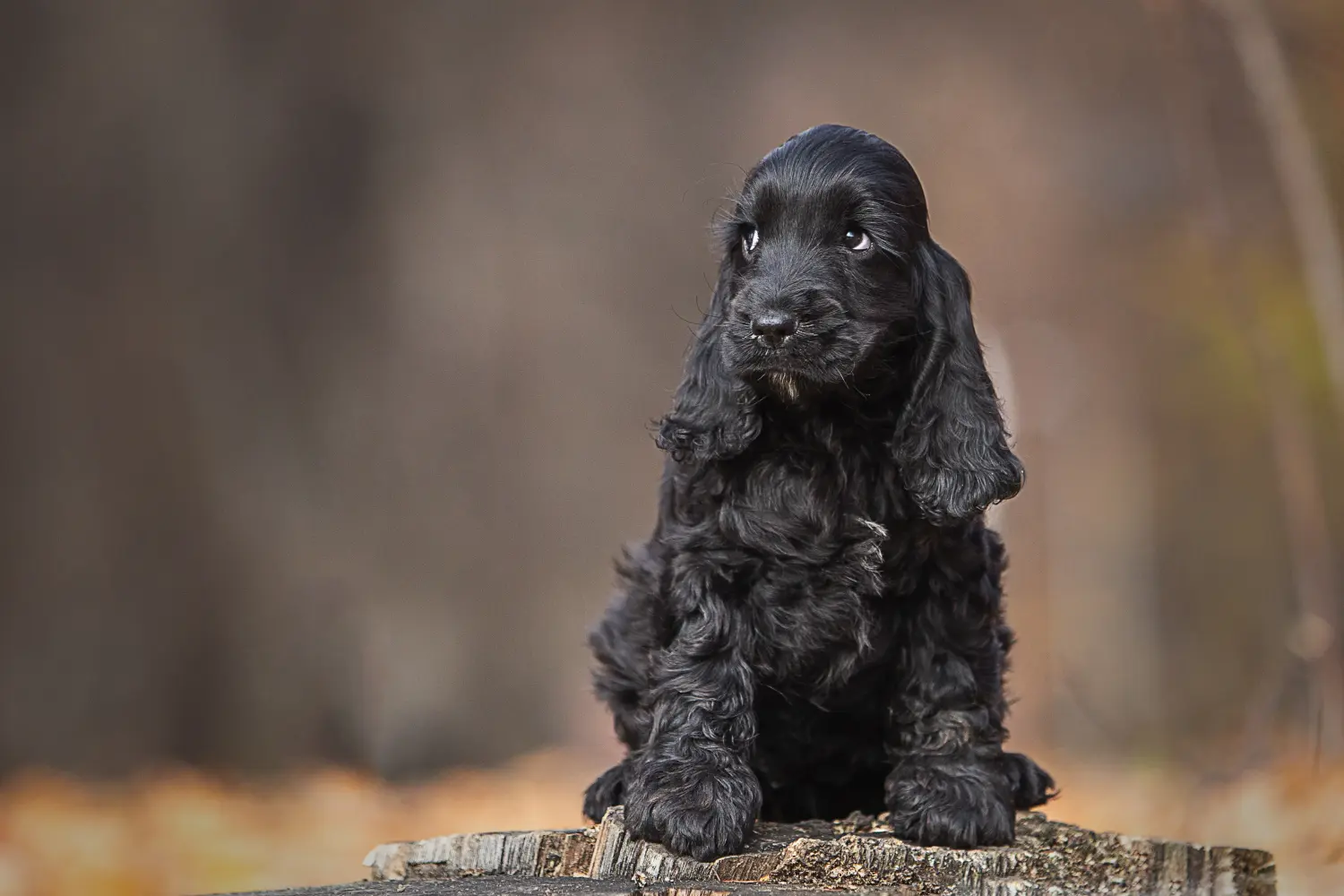 Acquistare un cucciolo di Cocker Spaniel inglese significa assumersi delle responsabilità! Comprare cuccioli di Cocker Spaniel inglese.