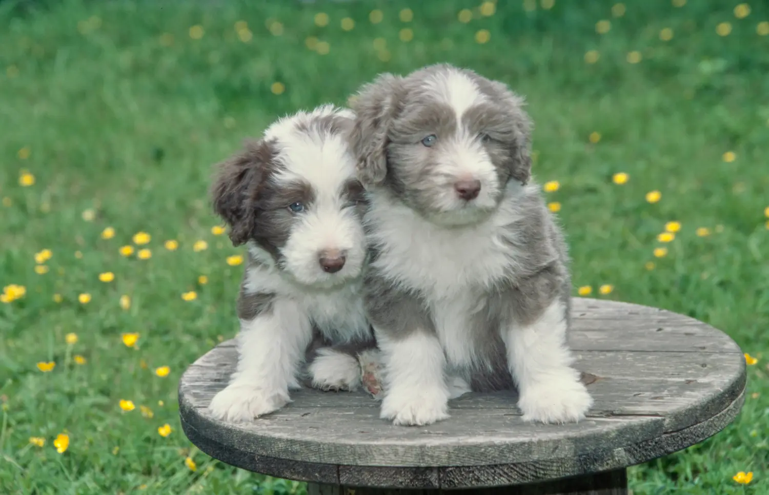 Acquistare un cucciolo di Bearded Collie significa assumersi delle responsabilità! Comprare cuccioli di Bearded Collie.