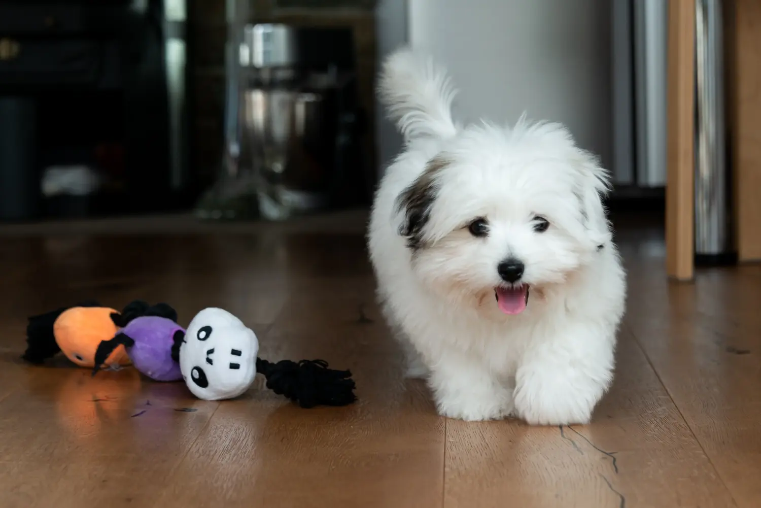 Acquistare un cucciolo di Coton de Tuléar significa assumersi delle responsabilità! Comprare cuccioli di Coton de Tuléar.