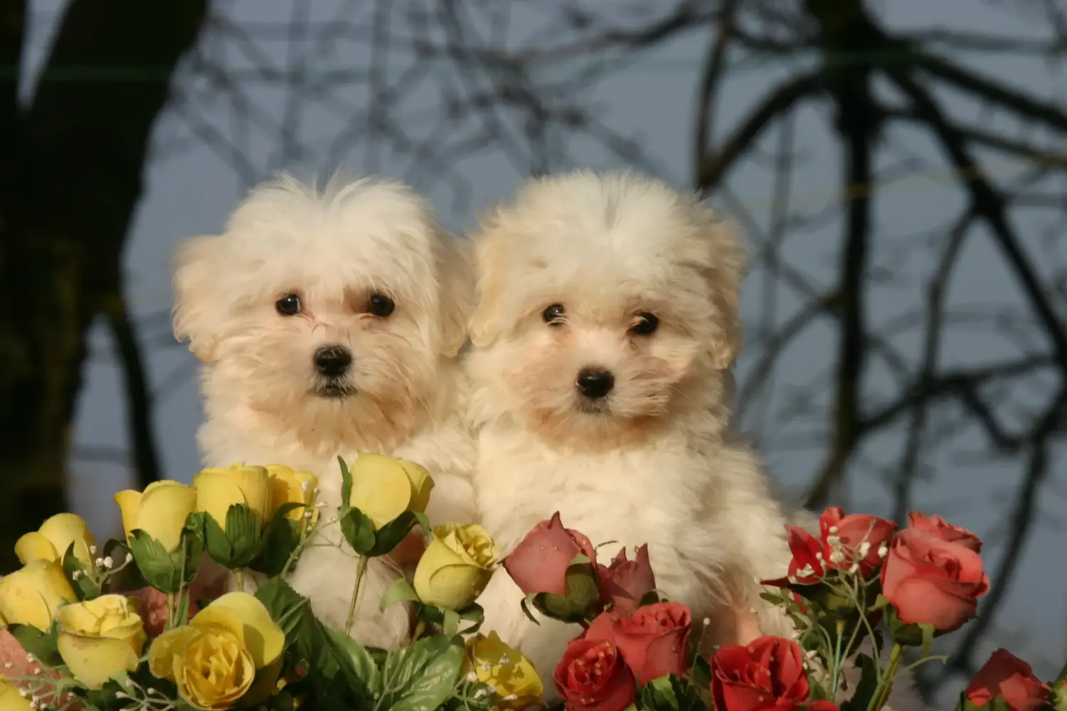 Acquistare un cucciolo di Coton de Tuléar significa assumersi delle responsabilità! Comprare cuccioli di Coton de Tuléar.