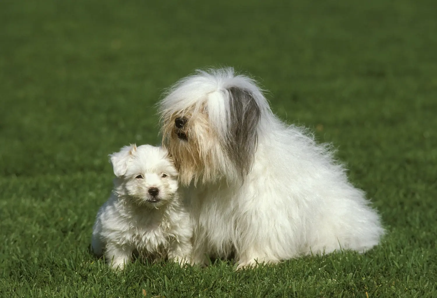 Acquistare un cucciolo di Coton de Tuléar significa assumersi delle responsabilità! Comprare cuccioli di Coton de Tuléar.