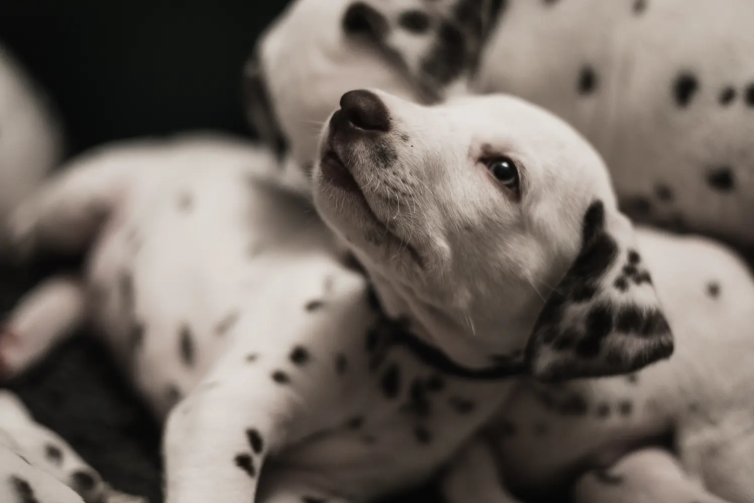 Acquistare un cucciolo di dalmata significa assumersi delle responsabilità! Comprare cuccioli di dalmata.