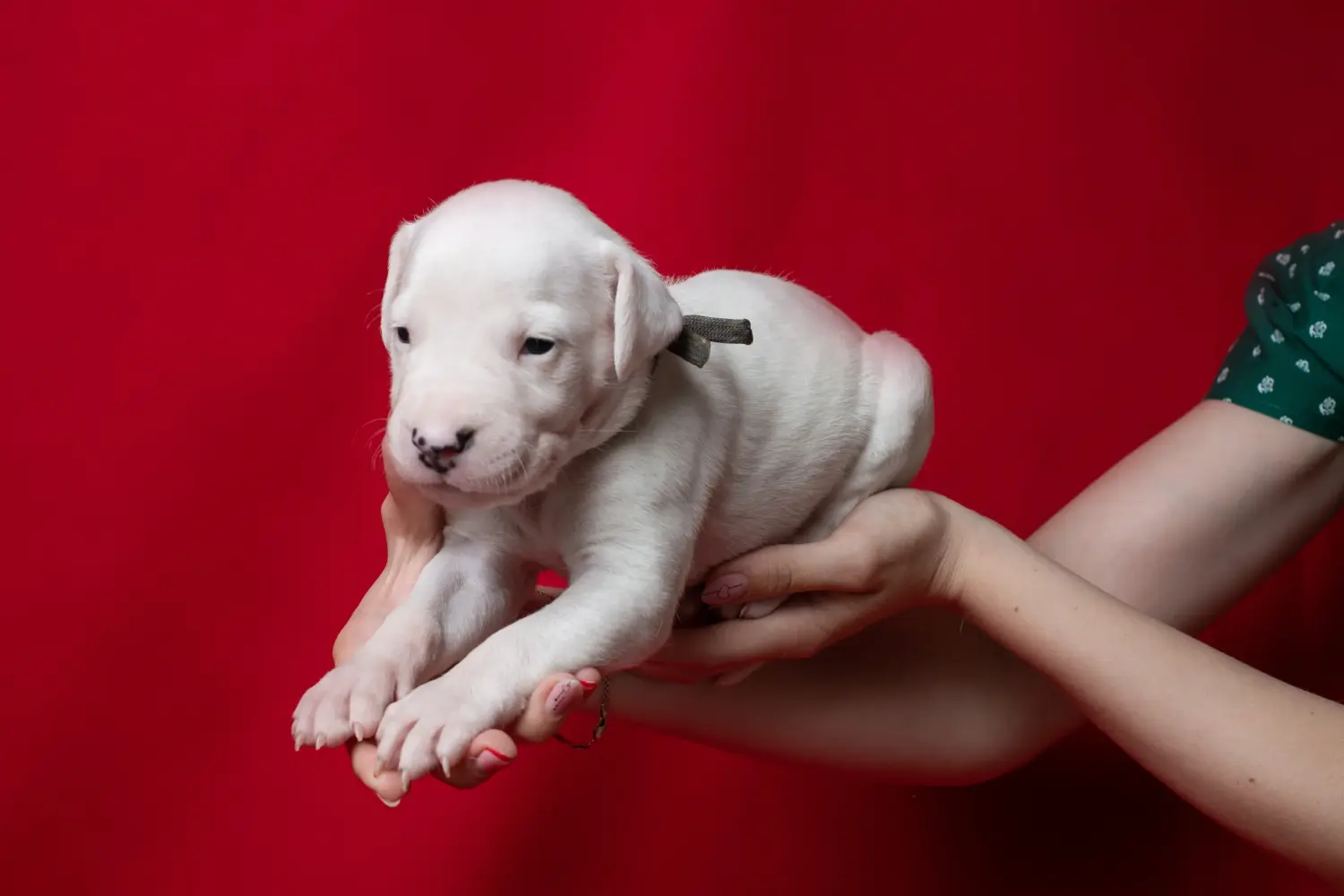 Acquistare un cucciolo di Dogo Argentino significa assumersi delle responsabilità! Comprare cuccioli di Dogo Argentino.