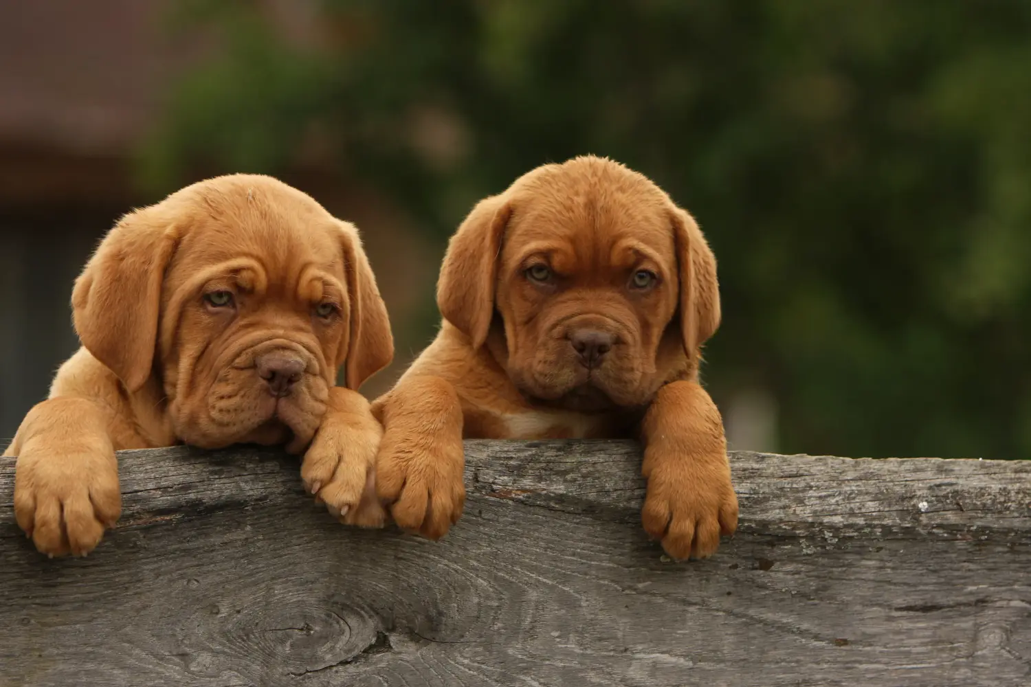 Acquistare un cucciolo di Dogue de Bordeaux significa assumersi delle responsabilità! Comprare cuccioli di Dogue de Bordeaux.