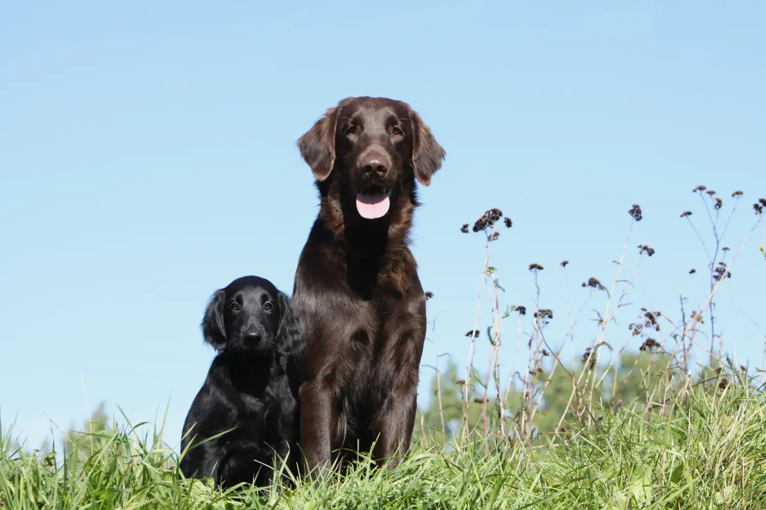 Acquistare un cucciolo di Flat Coated Retriever significa assumersi delle responsabilità! Acquistare cuccioli di Flat Coated Retriever.