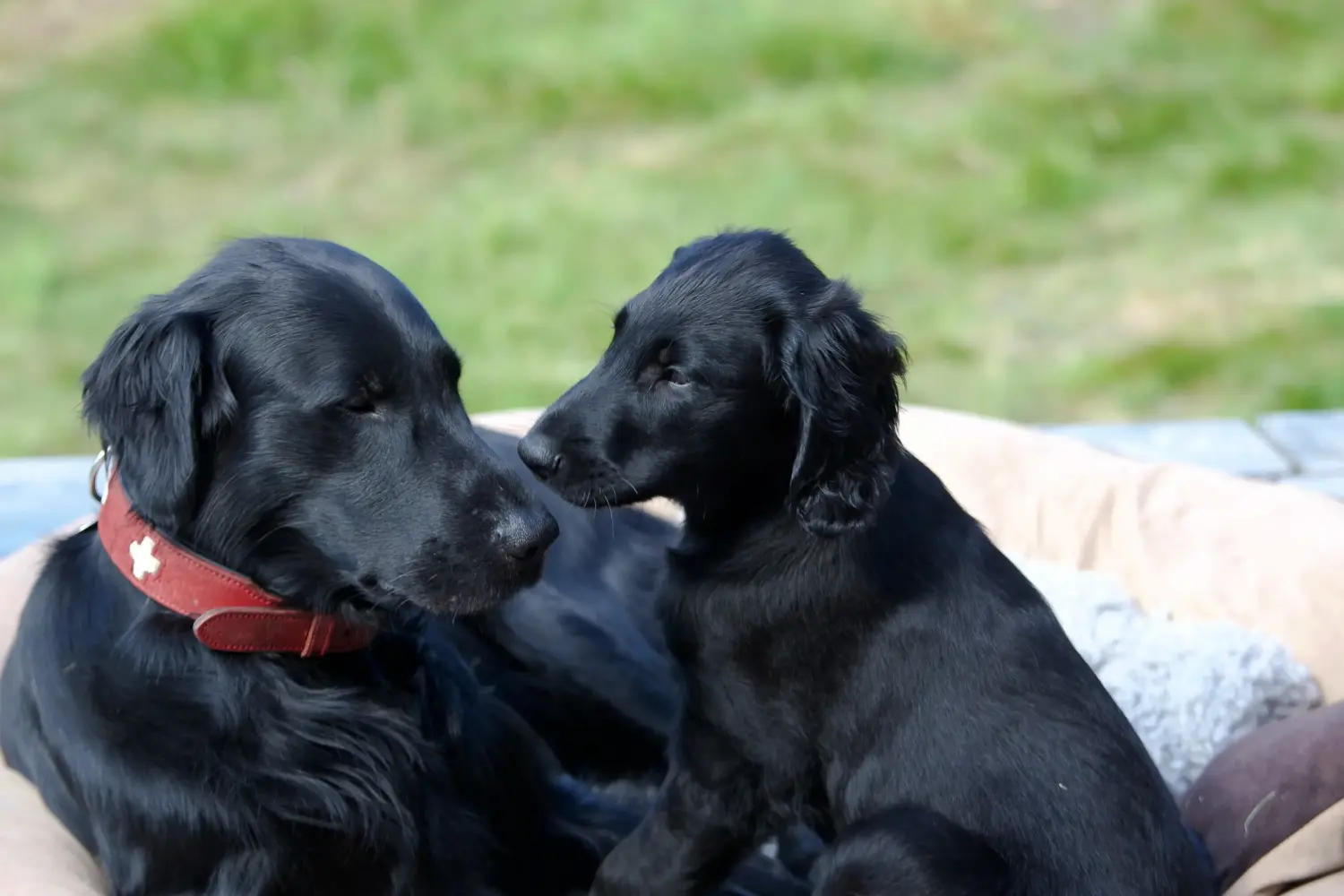 Acquistare un cucciolo di Flat Coated Retriever significa assumersi delle responsabilità! Acquistare cuccioli di Flat Coated Retriever.