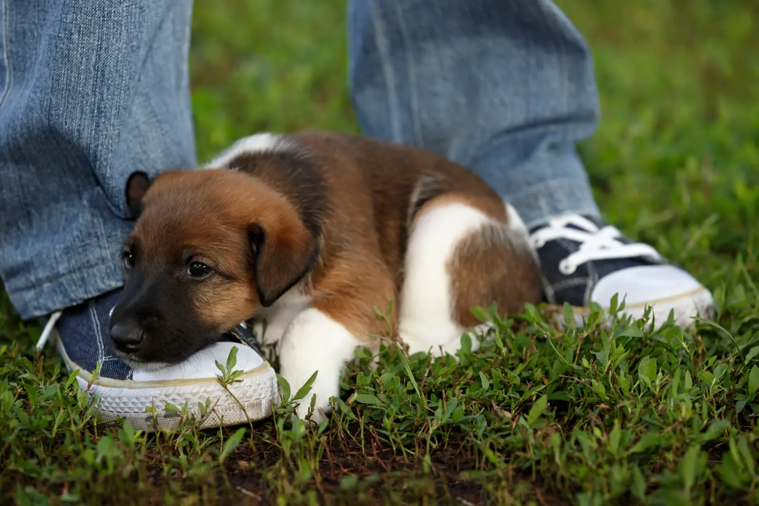 Acquistare un cucciolo di Fox Terrier significa assumersi delle responsabilità! Comprare cuccioli di Fox Terrier.