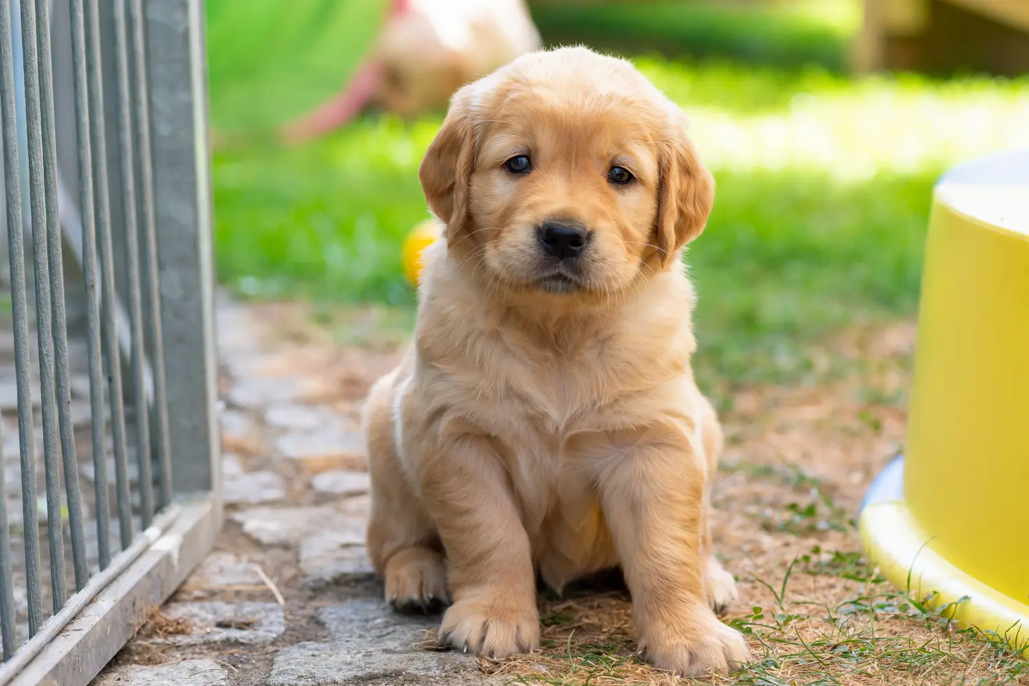 Acquistare un cucciolo di Golden Retriever significa assumersi delle responsabilità! Comprare cuccioli di Golden Retriever.