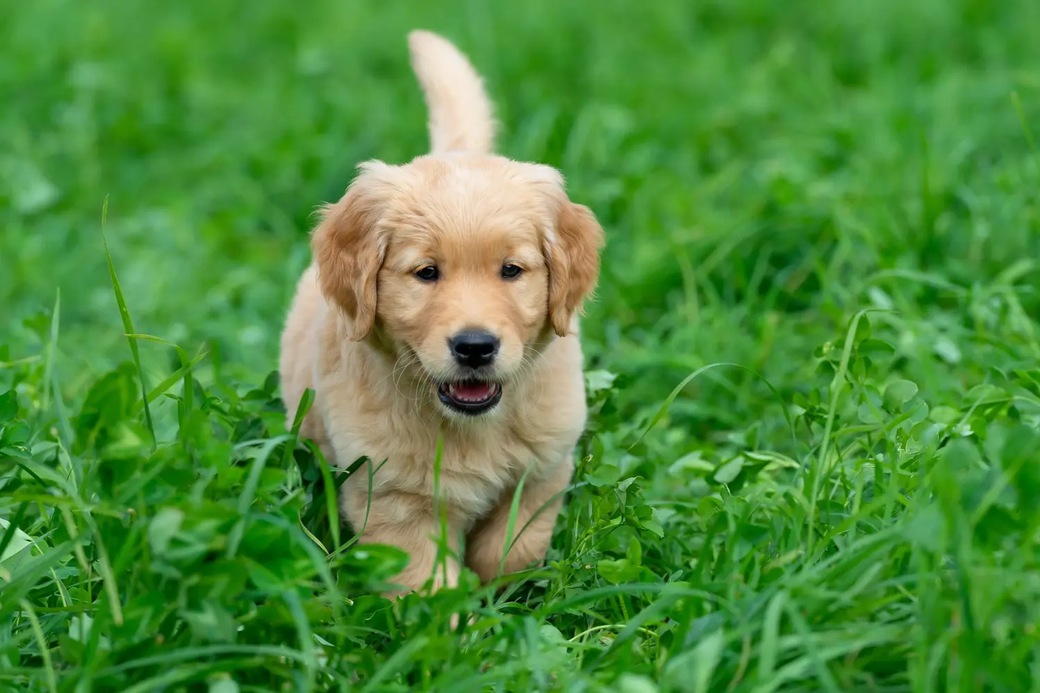 Acquistare un cucciolo di Golden Retriever significa assumersi delle responsabilità! Comprare cuccioli di Golden Retriever.
