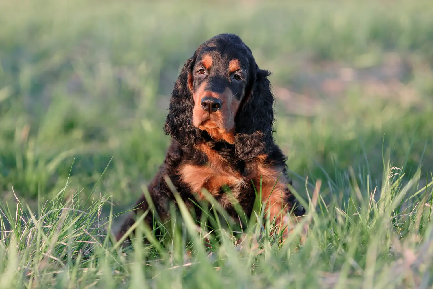 Acquistare un cucciolo di Gordon Setter significa assumersi delle responsabilità! Comprare cuccioli di Gordon Setter.