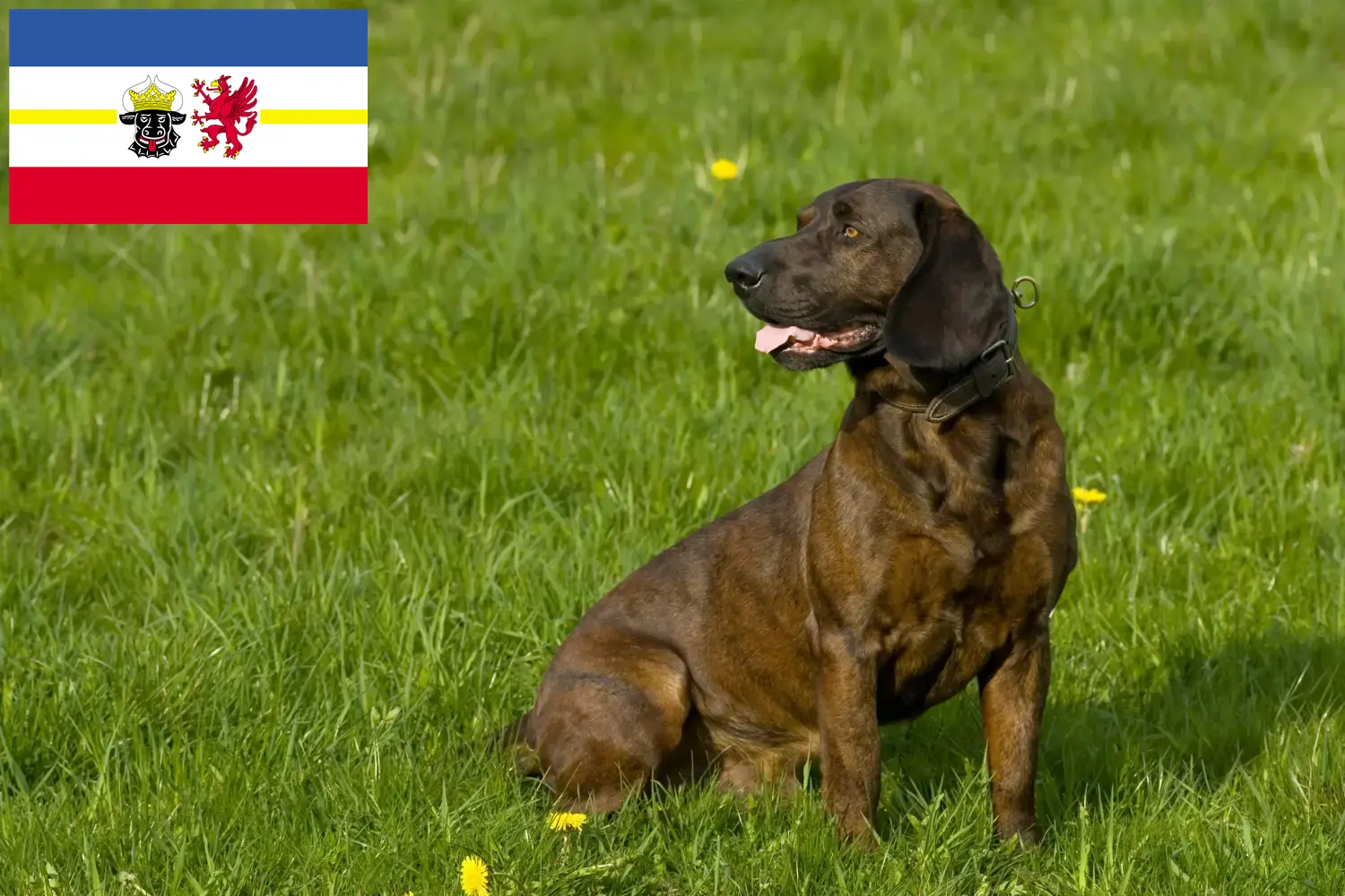 Hannoverscher Schweißhund cuccioli e allevatori Mecklenburg-Vorpommern Qui potete trovare gli allevatori di cani da saldatura hannoveriani in Meclemburgo-Pomerania Anteriore.