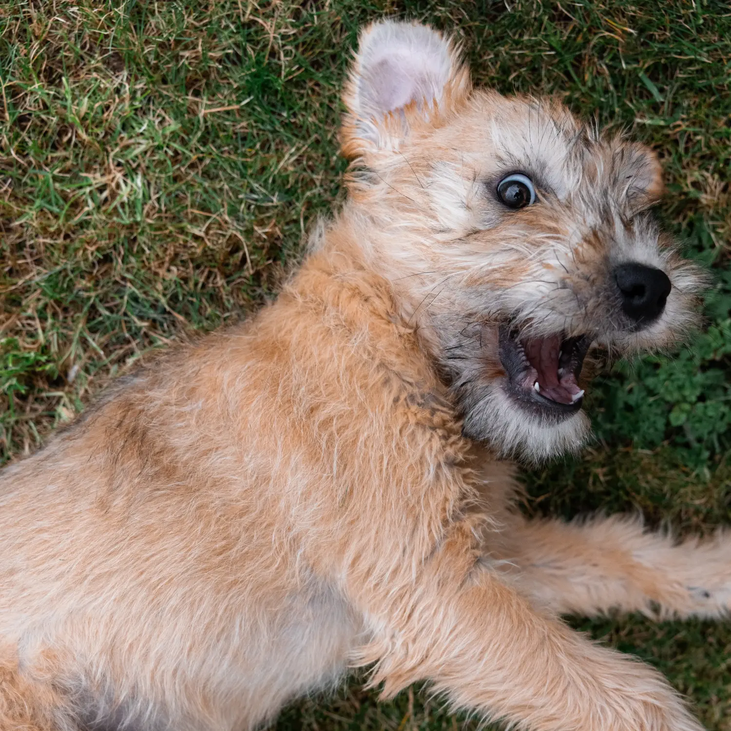 Acquistare un cucciolo di Irish Soft Coated Wheaten Terrier significa assumersi delle responsabilità! Comprare cuccioli di Irish Soft Coated Wheaten Terrier.