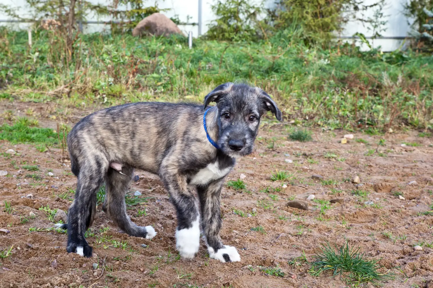 Acquistare un cucciolo di Irish Wolfhound significa assumersi delle responsabilità! Comprare cuccioli di Irish Wolfhound.