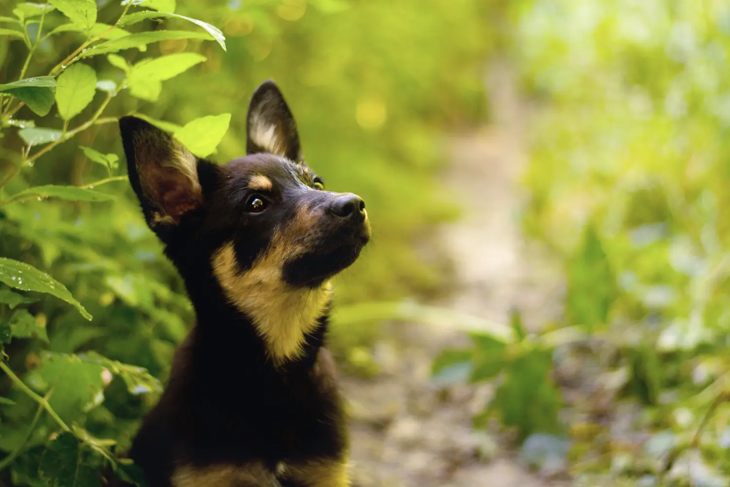 Acquistare un cucciolo di Kelpie australiano significa assumersi delle responsabilità! Comprare cuccioli di Kelpie australiano.