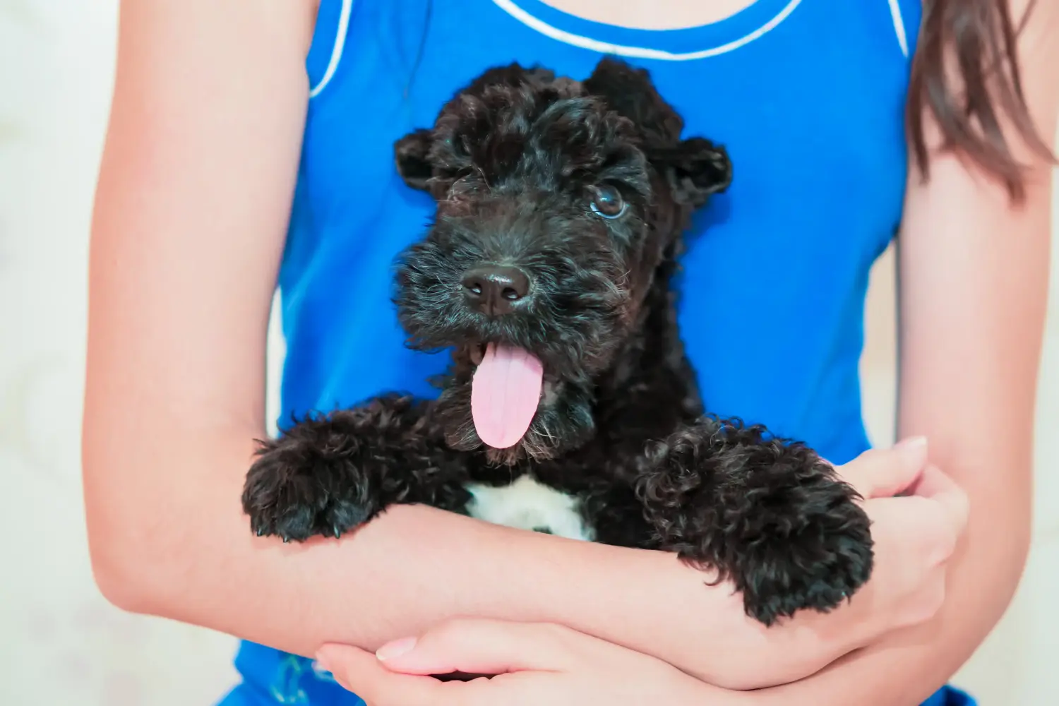 Acquistare un cucciolo di Kerry Blue Terrier significa assumersi delle responsabilità! Comprare cuccioli di Kerry Blue Terrier.