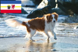 Scopri di più sull'articolo Allevatori di Kooikerhondje olandesi e cuccioli in Mecklenburg-Vorpommern
