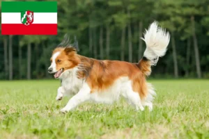 Scopri di più sull'articolo Allevatori e cuccioli di Kooikerhondje olandese in Nord Reno-Westfalia