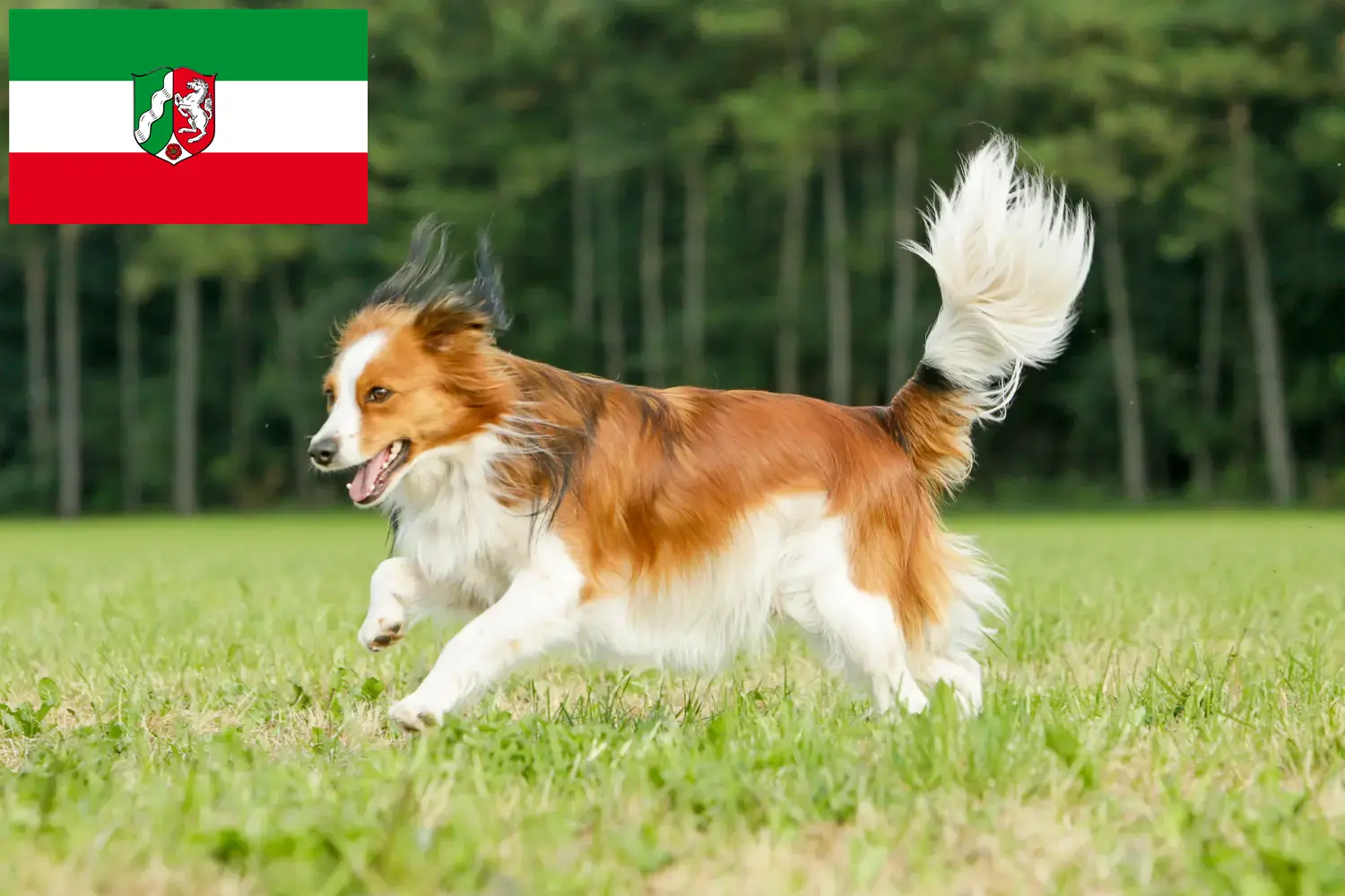 Scopri di più sull'articolo Allevatori e cuccioli di Kooikerhondje olandese in Nord Reno-Westfalia