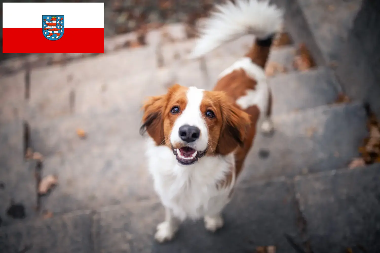 Cuccioli di Kooikerhondje olandese e allevatore Turingia Trova qui gli allevatori di Kooikerhondje olandese in Turingia.