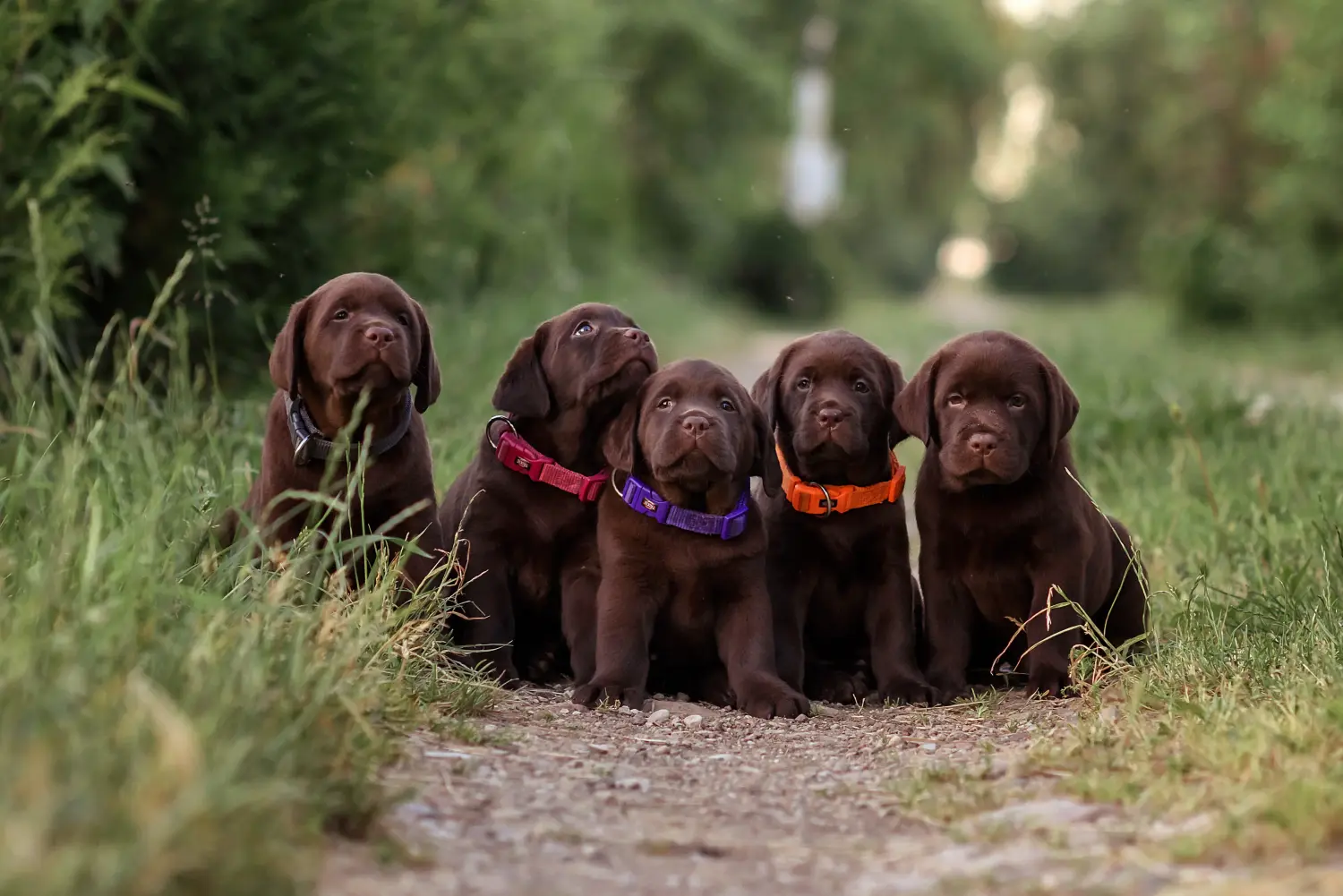 Acquistare un cucciolo di Labrador significa assumersi delle responsabilità! Acquistare cuccioli di Labrador.