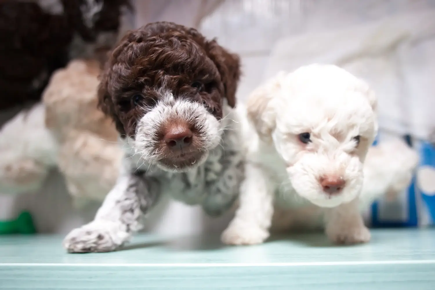 Acquistare un cucciolo di Lagotto Romagnolo significa assumersi delle responsabilità! Comprare cuccioli di Lagotto Romagnolo.