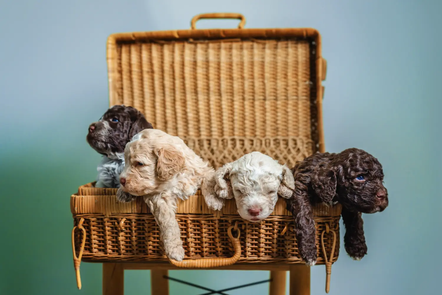 Acquistare un cucciolo di Lagotto Romagnolo significa assumersi delle responsabilità! Comprare cuccioli di Lagotto Romagnolo.