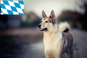 Scopri di più sull'articolo Allevatori di Laika e cuccioli in Baviera