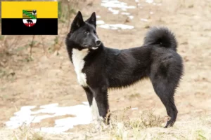 Scopri di più sull'articolo Allevatori di Laika e cuccioli in Sassonia-Anhalt