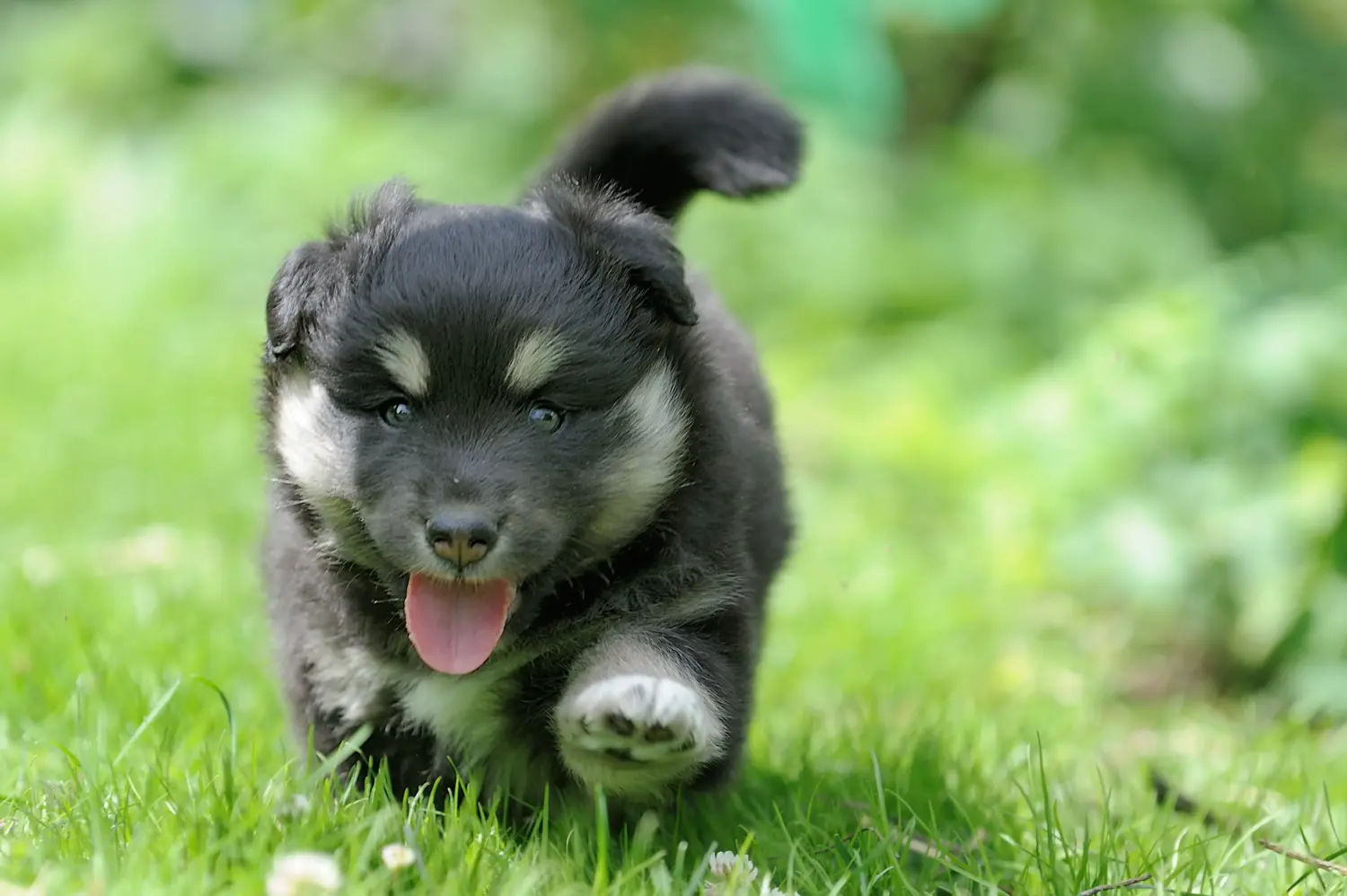 Acquistare un cucciolo di Lapphund finlandese significa assumersi delle responsabilità! Comprare cuccioli di Lapphund finlandese.