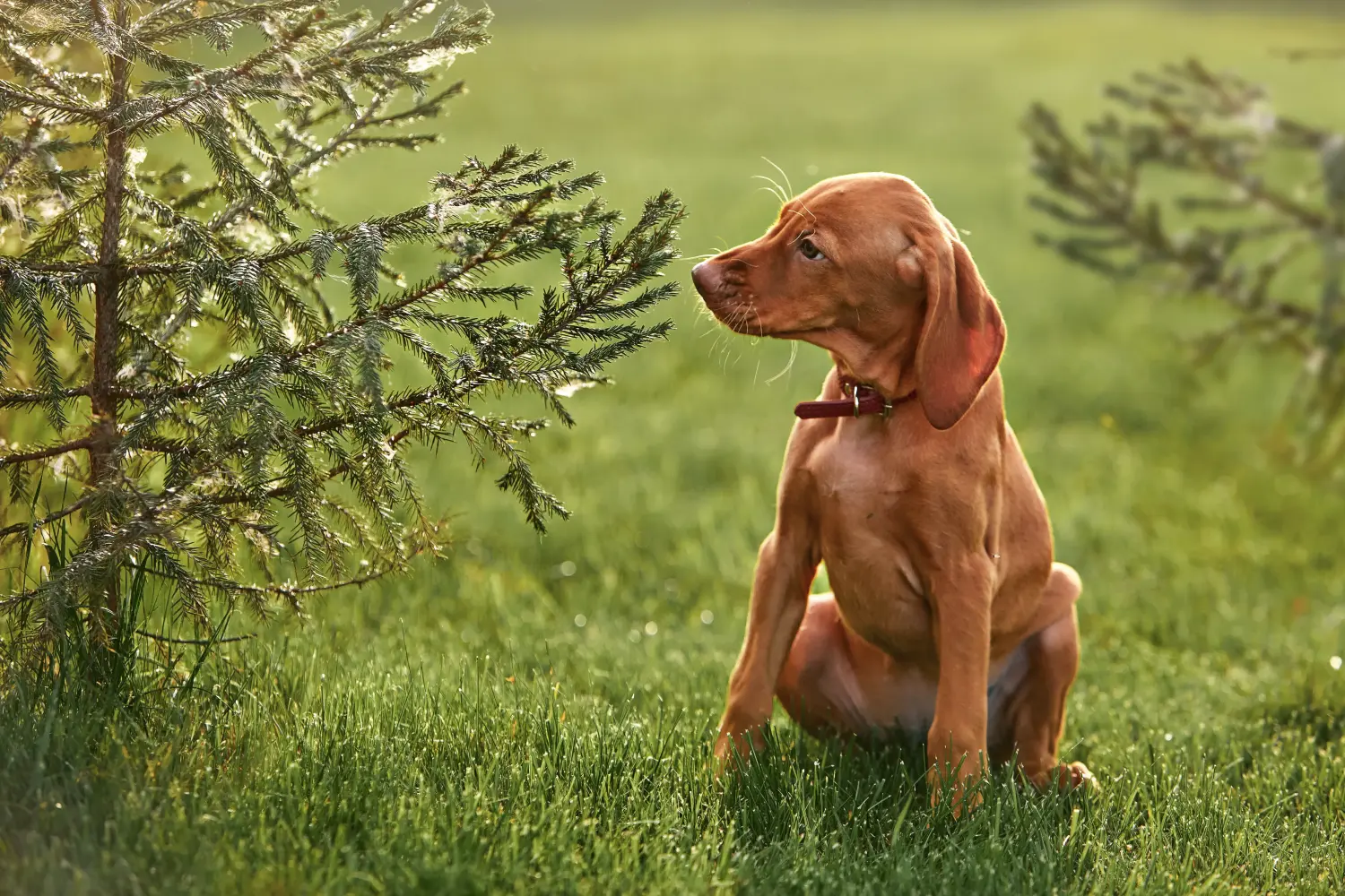 Acquistare un cucciolo di Magyar Vizsla significa assumersi delle responsabilità! Comprare cuccioli di Magyar Vizsla.