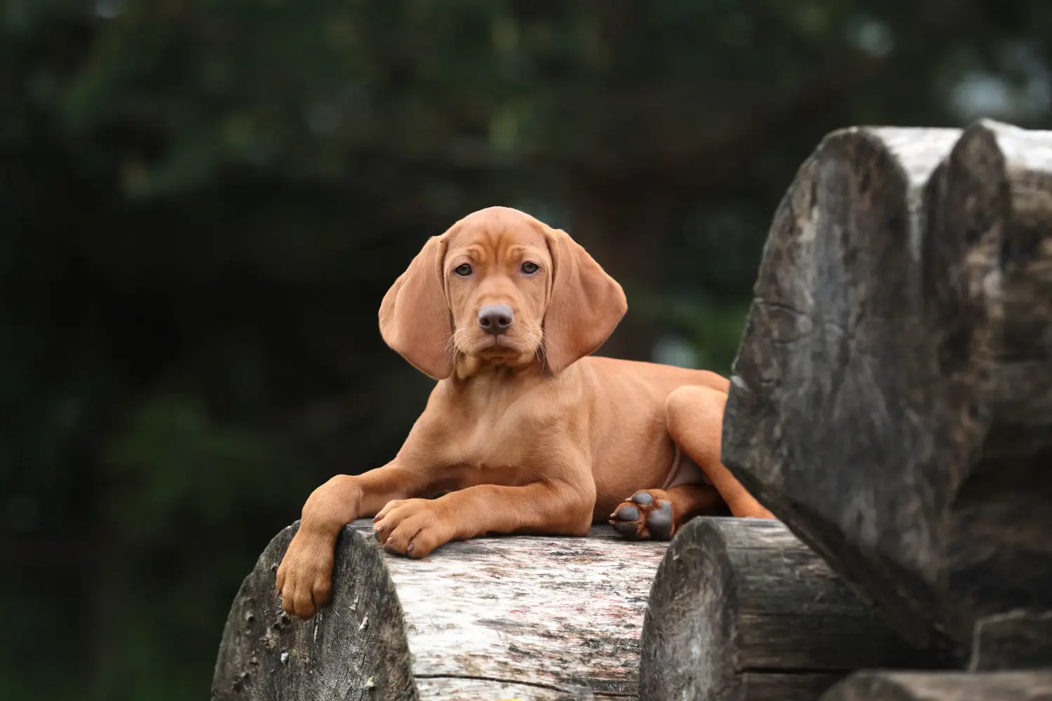 Acquistare un cucciolo di Magyar Vizsla significa assumersi delle responsabilità! Comprare cuccioli di Magyar Vizsla.