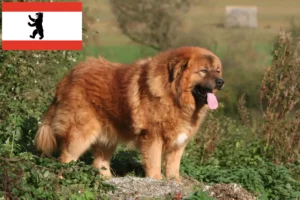 Scopri di più sull'articolo Allevatore di cani tibetani e cuccioli a Berlino