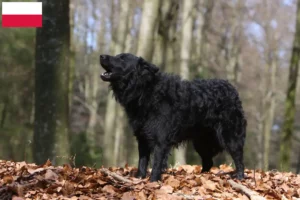Scopri di più sull'articolo Allevatori di Mudi e cuccioli in Polonia