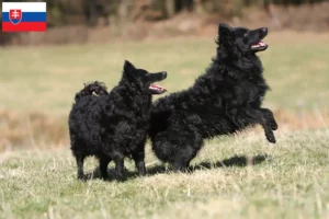 Scopri di più sull'articolo Allevatori di Mudi e cuccioli in Slovacchia