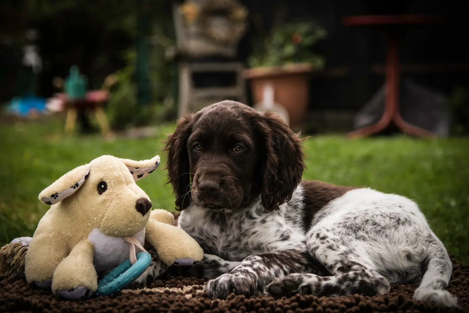 Acquistare un cucciolo di Kleiner Münsterländer significa assumersi delle responsabilità! Acquistare cuccioli di Münsterländer di piccola taglia.