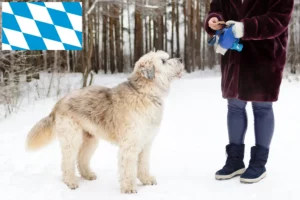 Scopri di più sull'articolo Allevatore di Ovtcharka del Sud e cuccioli in Baviera