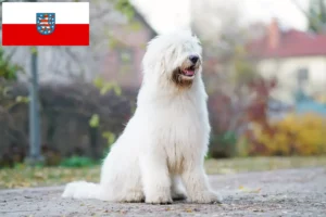 Scopri di più sull'articolo Allevatore di Ovtcharka del Sud e cuccioli in Turingia
