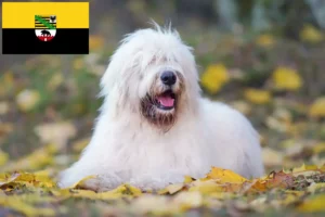 Scopri di più sull'articolo Allevatore di Ovtcharka e cuccioli in Sassonia-Anhalt