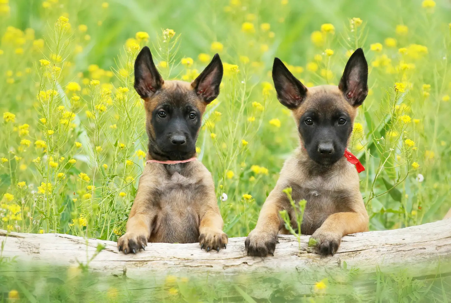 Acquistare un cucciolo di Pastore Belga significa assumersi delle responsabilità! Comprare cuccioli di pastore belga.