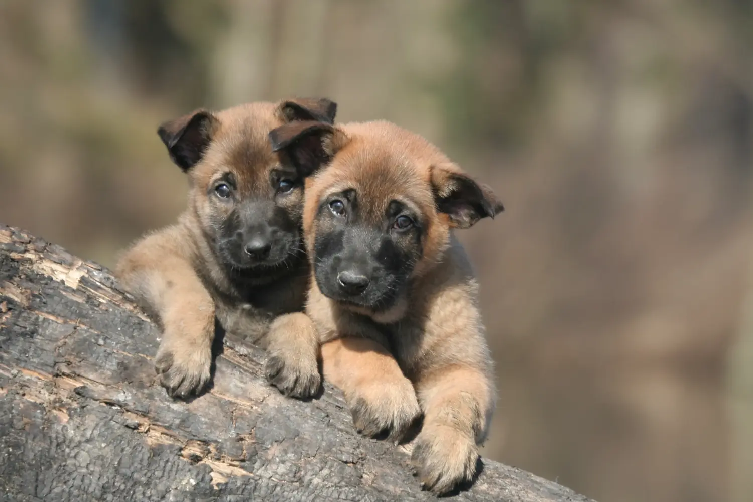 Acquistare un cucciolo di Pastore Belga significa assumersi delle responsabilità! Comprare cuccioli di pastore belga.