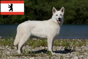 Scopri di più sull'articolo Allevatore di cani da pastore svizzero bianco e cuccioli a Berlino