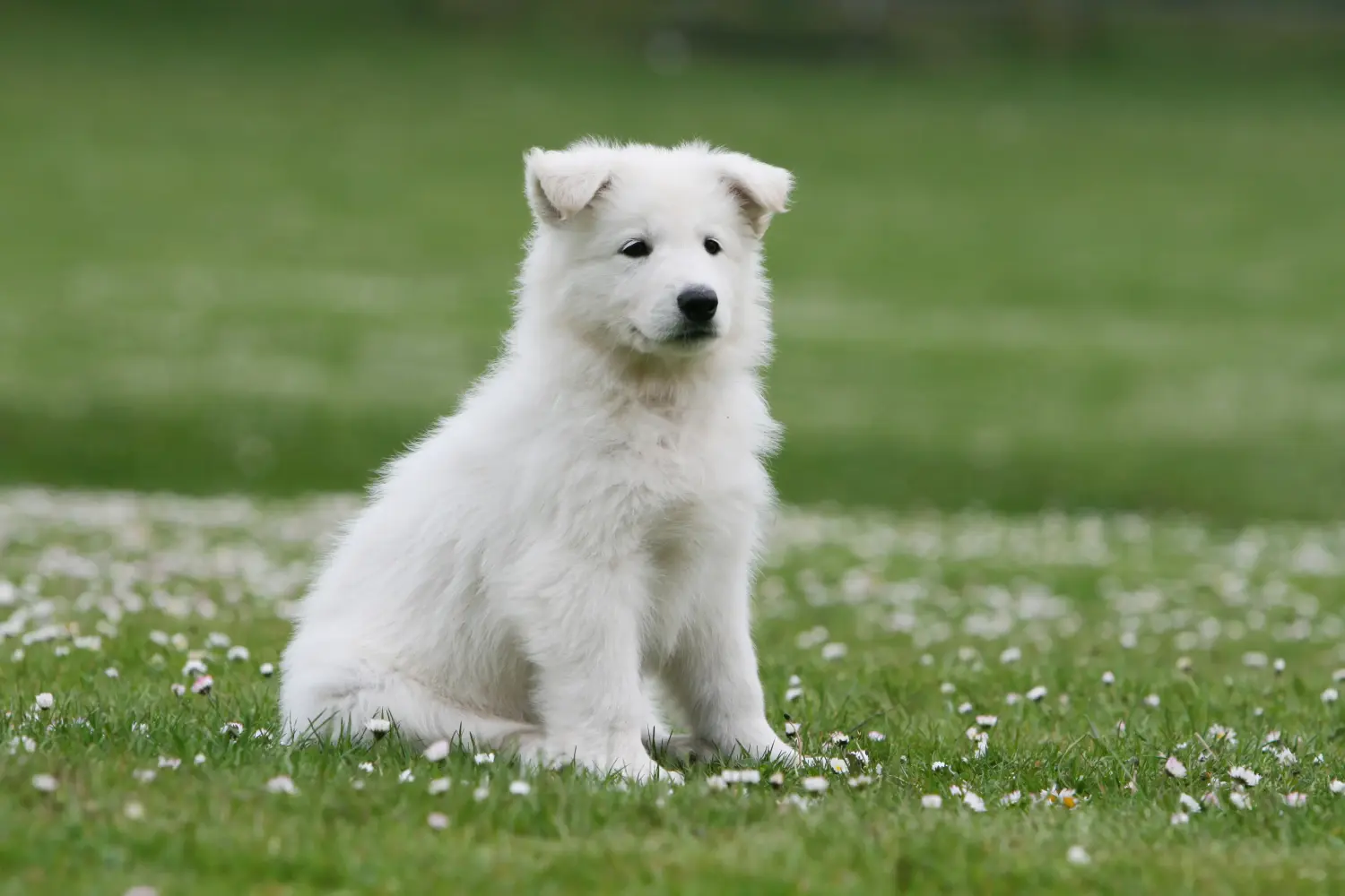 Acquistare un cucciolo di Pastore Svizzero Bianco significa assumersi delle responsabilità! Comprare cuccioli di pastore svizzero bianco.