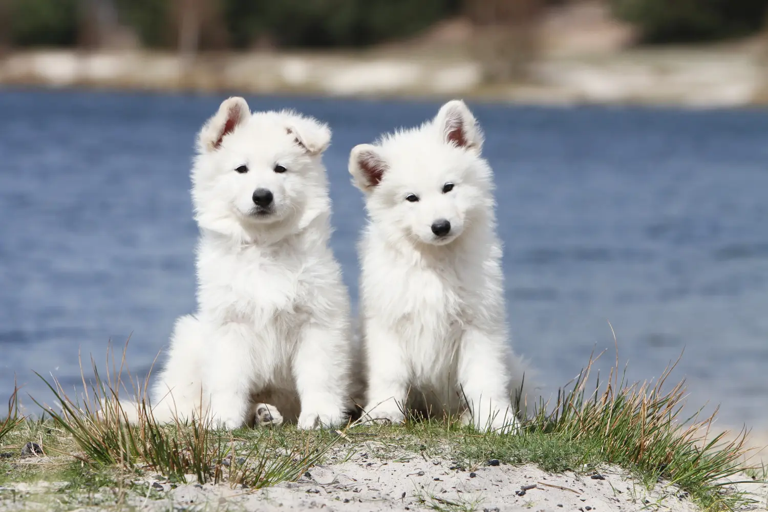 Acquistare un cucciolo di Pastore Svizzero Bianco significa assumersi delle responsabilità! Comprare cuccioli di pastore svizzero bianco.