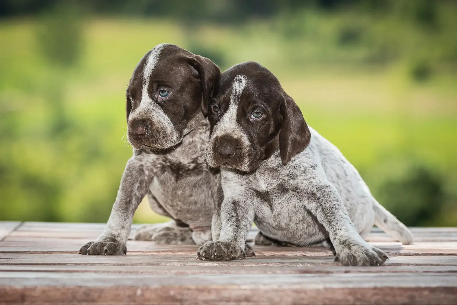 Acquistare un cucciolo di pelo corto tedesco significa assumersi delle responsabilità! Comprare cuccioli di pelo corto tedesco.