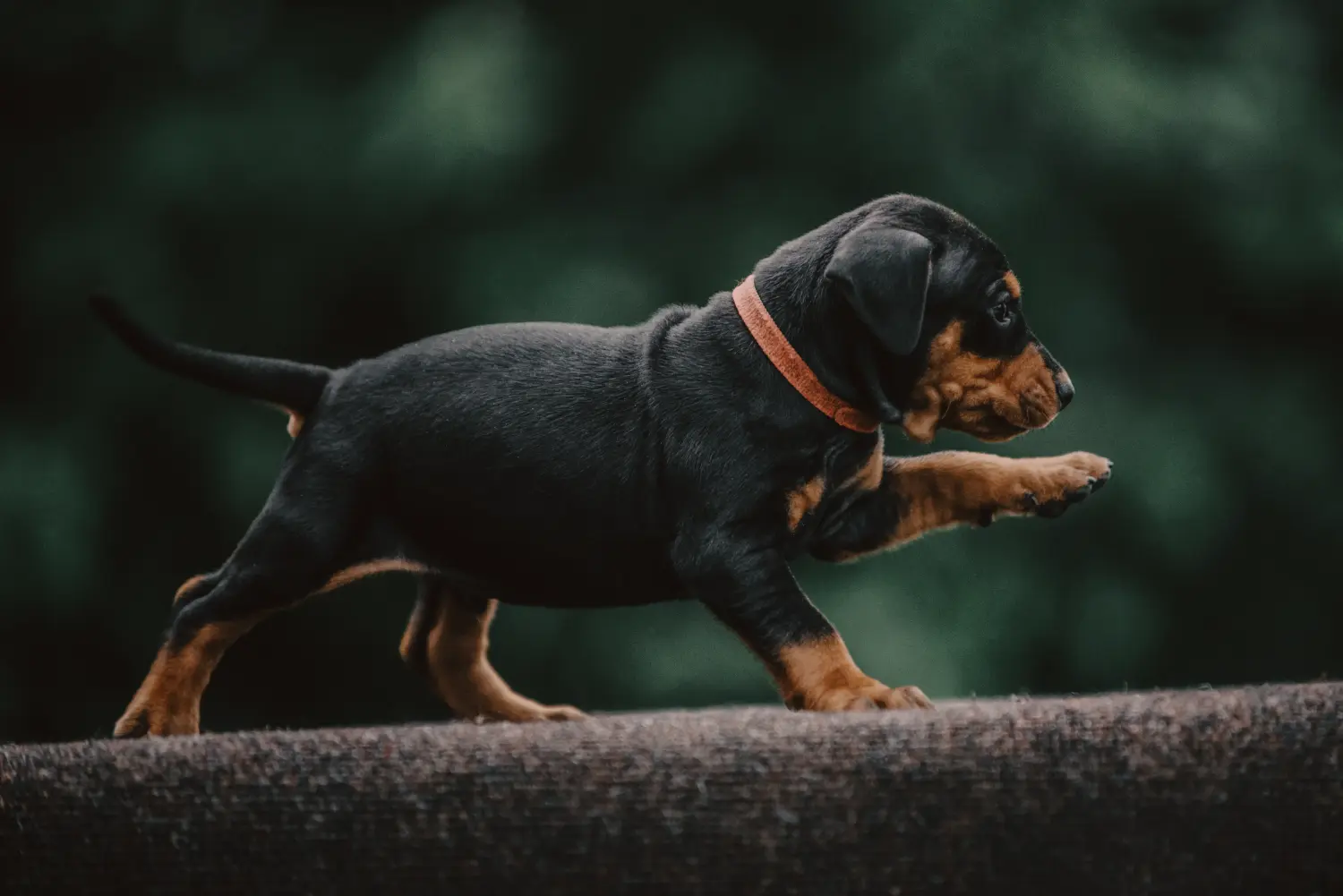 Acquistare un cucciolo di Pinscher tedesco significa assumersi delle responsabilità! Comprare cuccioli di Pinscher tedesco.