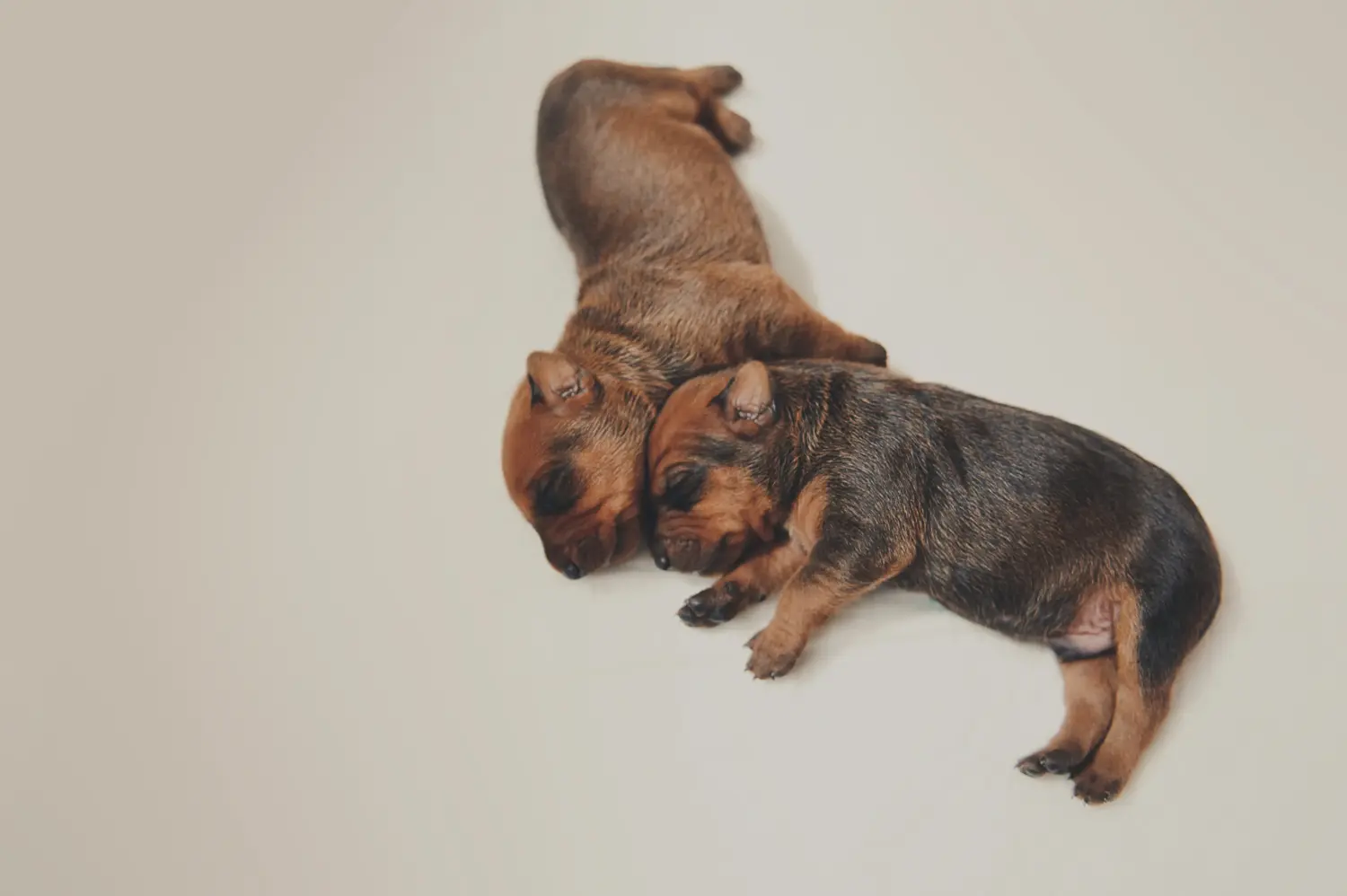 Acquistare un cucciolo di Pinscher tedesco significa assumersi delle responsabilità! Comprare cuccioli di Pinscher tedesco.