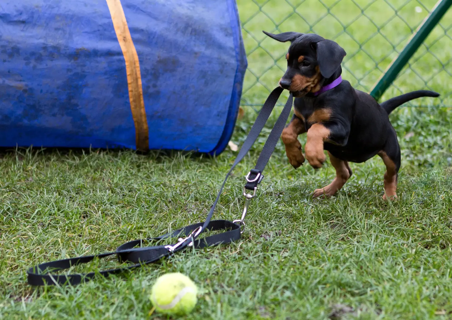 Acquistare un cucciolo di Pinscher tedesco significa assumersi delle responsabilità! Comprare cuccioli di Pinscher tedesco.