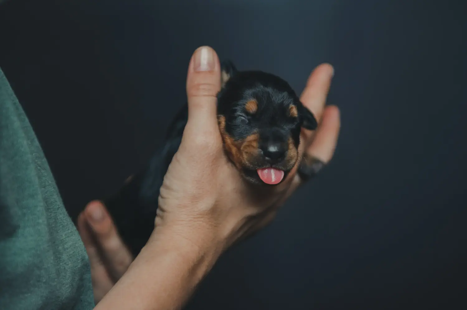 Acquistare un cucciolo di Pinscher tedesco significa assumersi delle responsabilità! Comprare cuccioli di Pinscher tedesco.