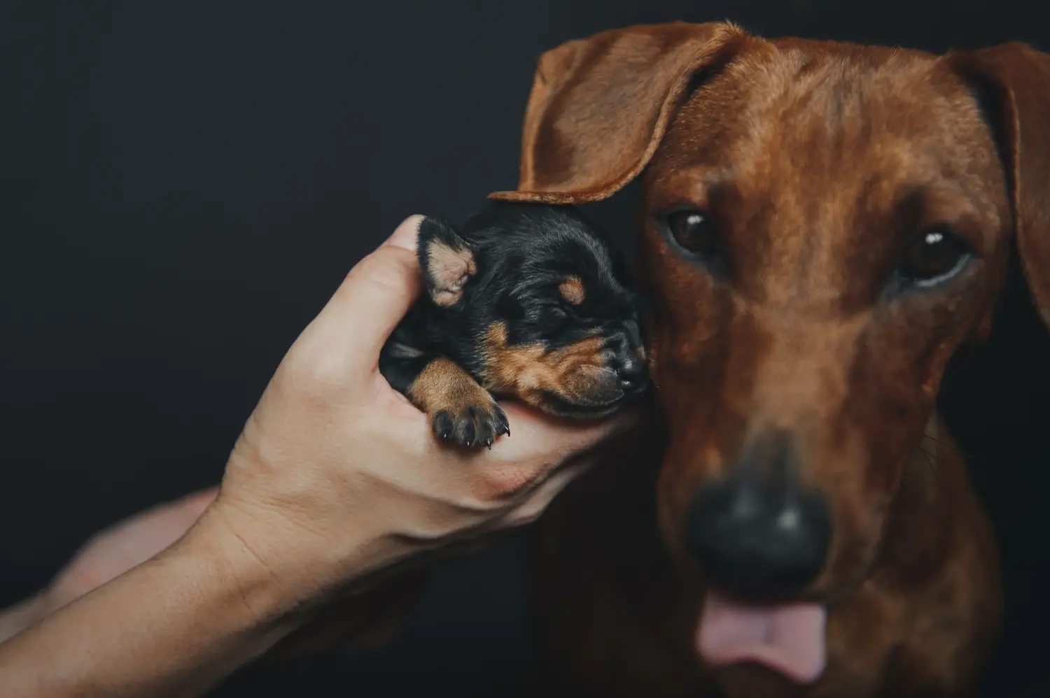 Acquistare un cucciolo di Pinscher tedesco significa assumersi delle responsabilità! Comprare cuccioli di Pinscher tedesco.